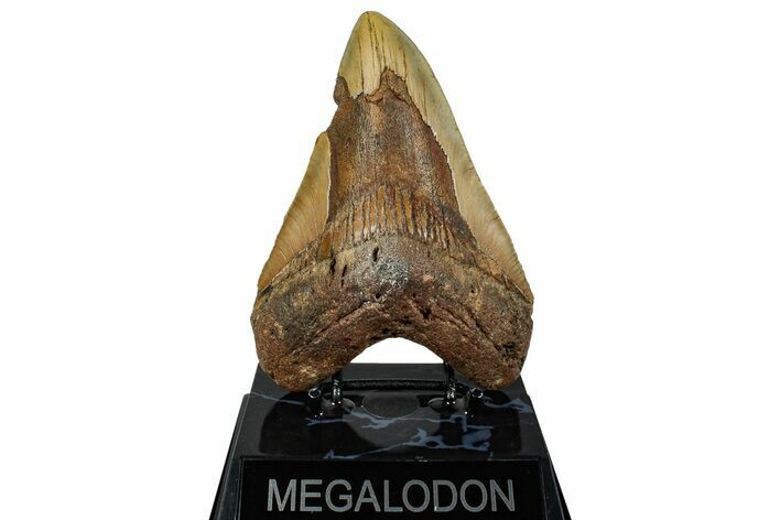 Bargain, Fossil Megalodon Tooth - North Carolina #257749